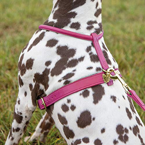 Shires Digby & Fox Rolled Leather Harness Dog Collars & Leashes Shires Equestrian Pink Small 