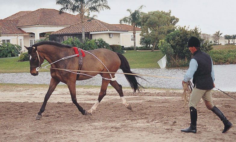 Pessoa Lunging System Lunging Systems Pessoa Horse 