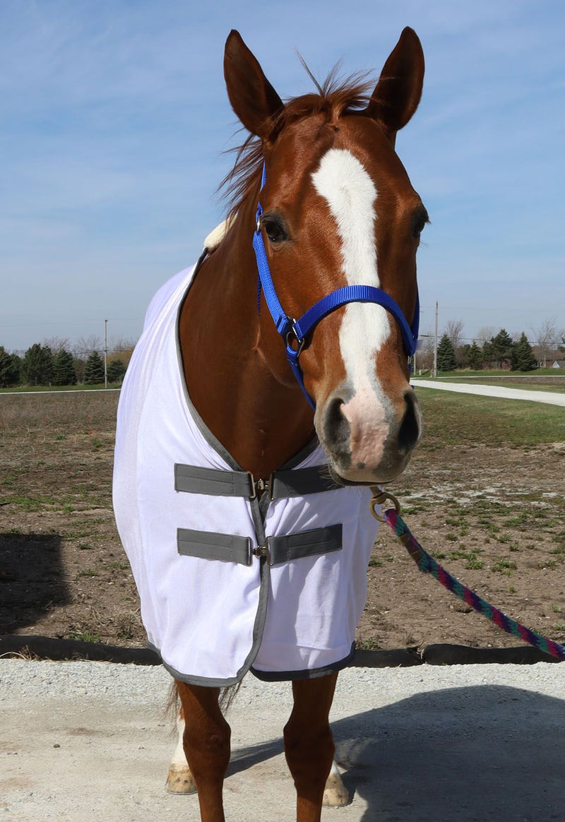 Horse wearing White/Dark Grey BasEQ Fly Sheet One Stop Equine Shop
