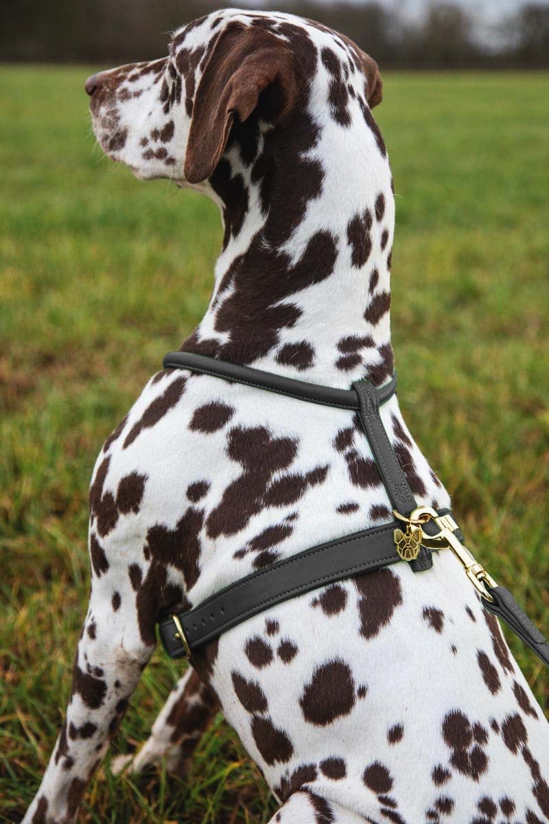 Shires Digby & Fox Rolled Leather Harness Dog Collars & Leashes Shires Equestrian Black Small 