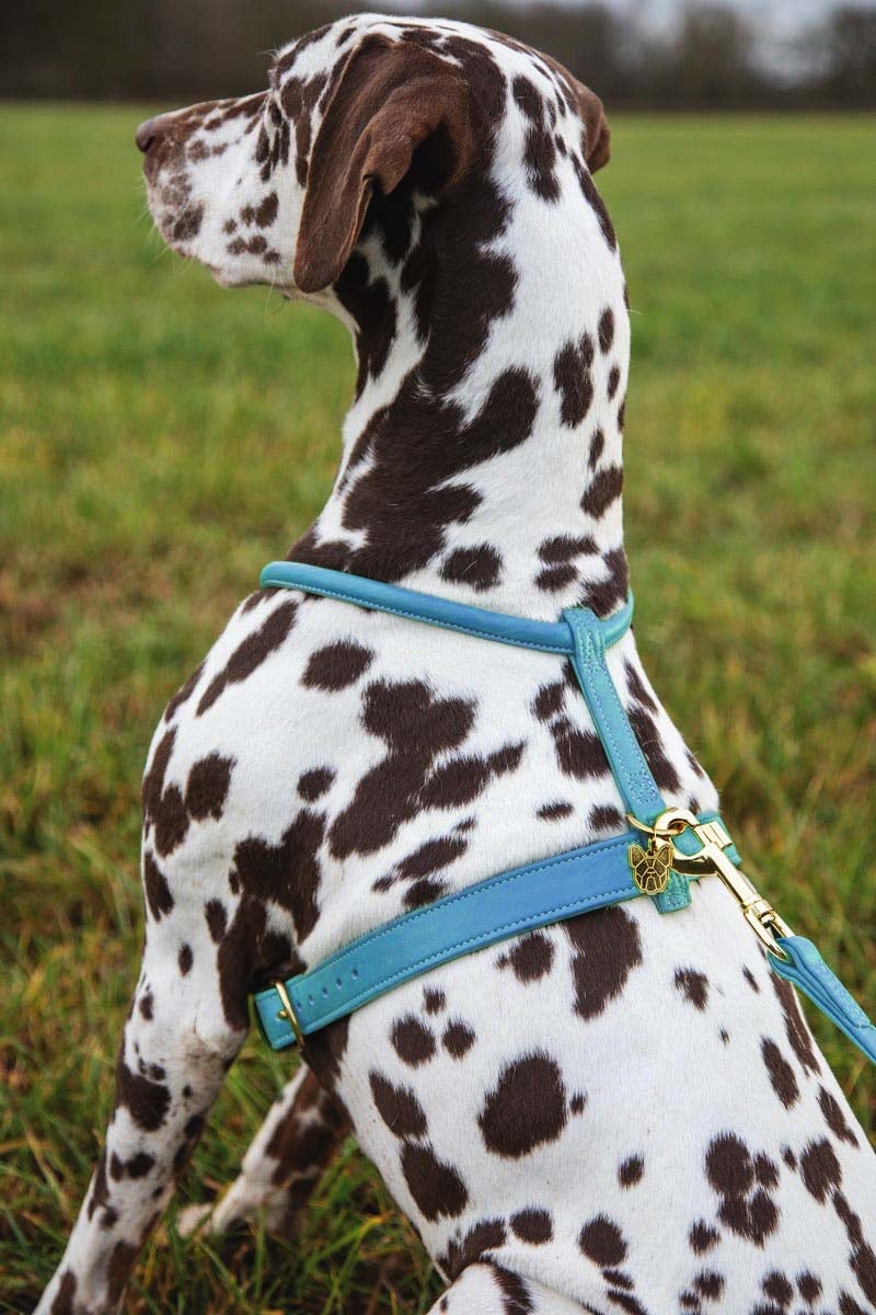 Shires Digby & Fox Rolled Leather Harness Dog Collars & Leashes Shires Equestrian Blue Small 