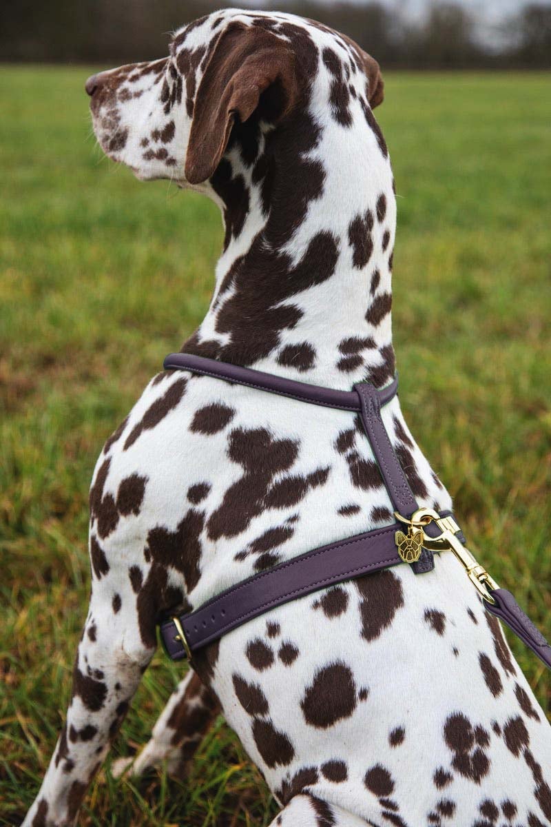 Shires Digby & Fox Rolled Leather Harness Dog Collars & Leashes Shires Equestrian Purple Small 