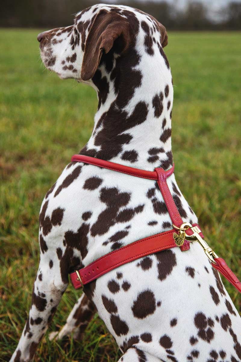 Shires Digby & Fox Rolled Leather Harness Dog Collars & Leashes Shires Equestrian Red Small 