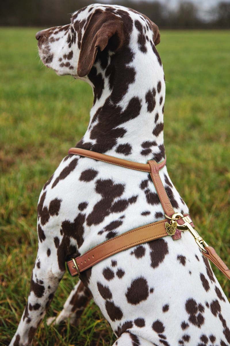Shires Digby & Fox Rolled Leather Harness Dog Collars & Leashes Shires Equestrian Tan Small 