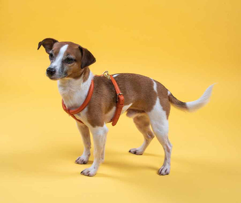 Shires Digby & Fox Rolled Leather Harness Dog Collars & Leashes Shires Equestrian Orange Large 