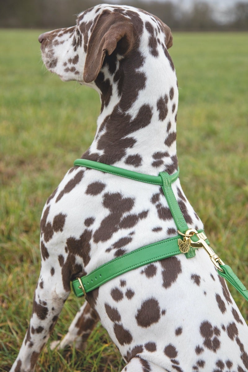 Shires Digby & Fox Rolled Leather Harness Dog Collars & Leashes Shires Equestrian Green Large 