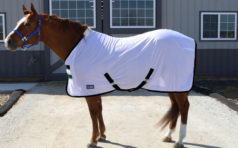 Horse wearing White/Hunter Green BasEQ Fly Sheet One Stop Equine Shop