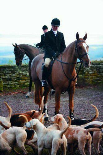 Shires Mens Clifton Hunt Coat Show Coats Shires Equestrian 