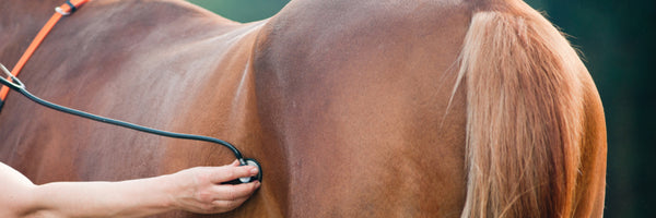 A Basic Understanding of Colic and How You Can Prevent It