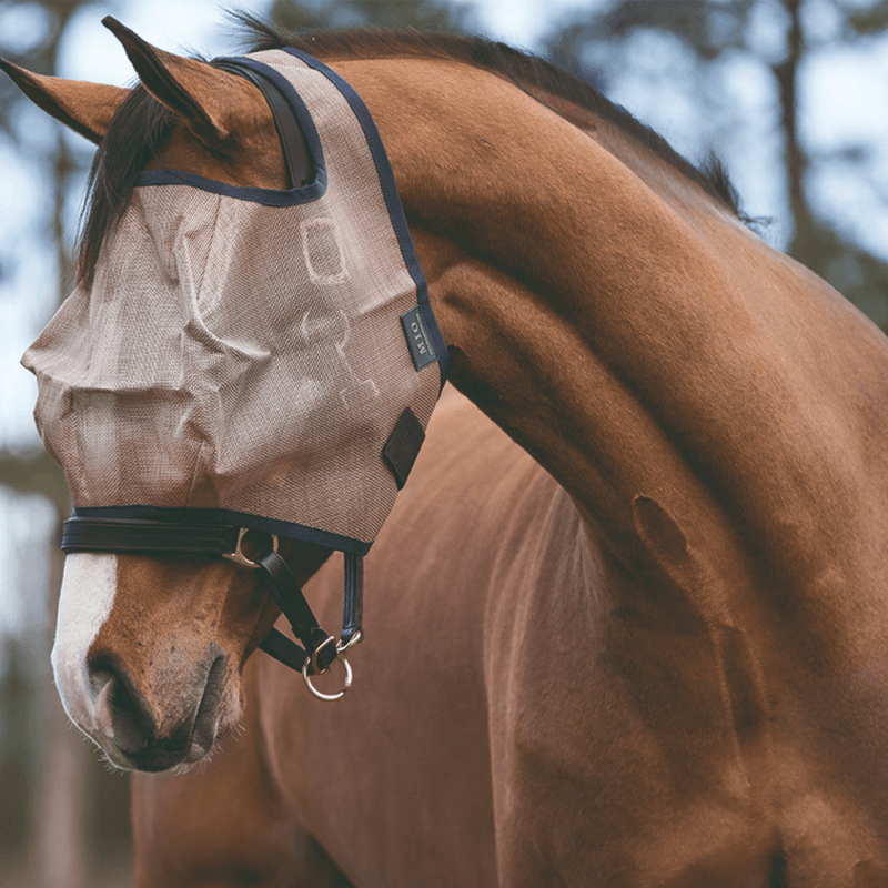 Horse with Horseware Mio Fly Mask without Ears