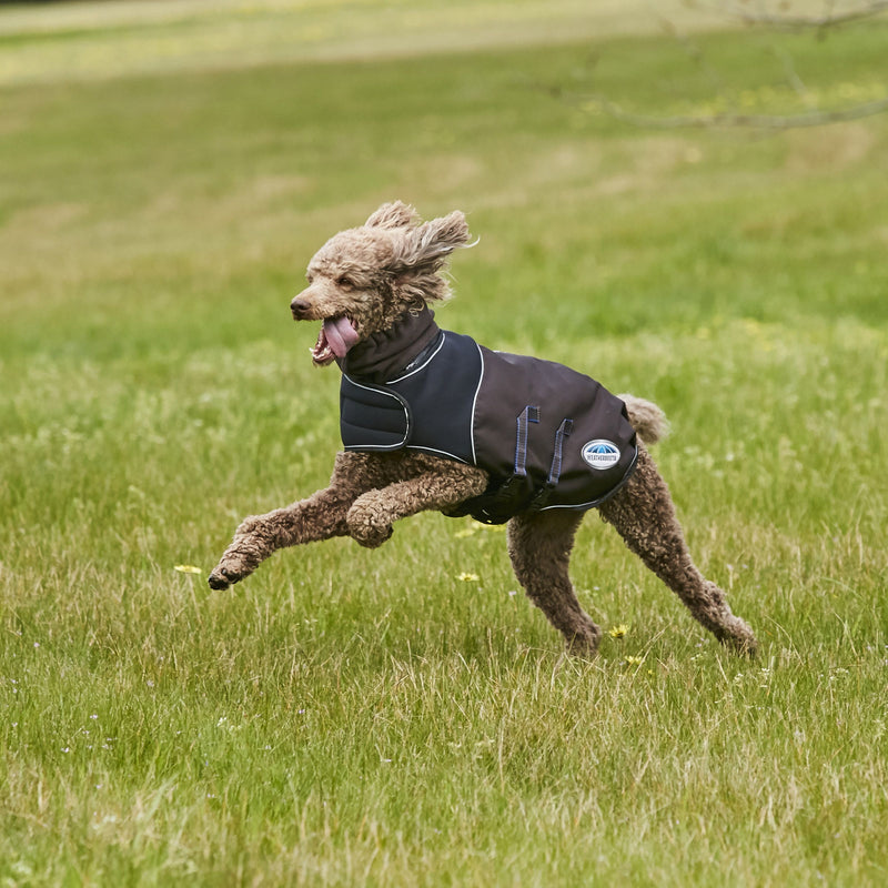 Dog running wearing Weatherbeeta ComfiTec Ultra Cozi Dog Coat Medium