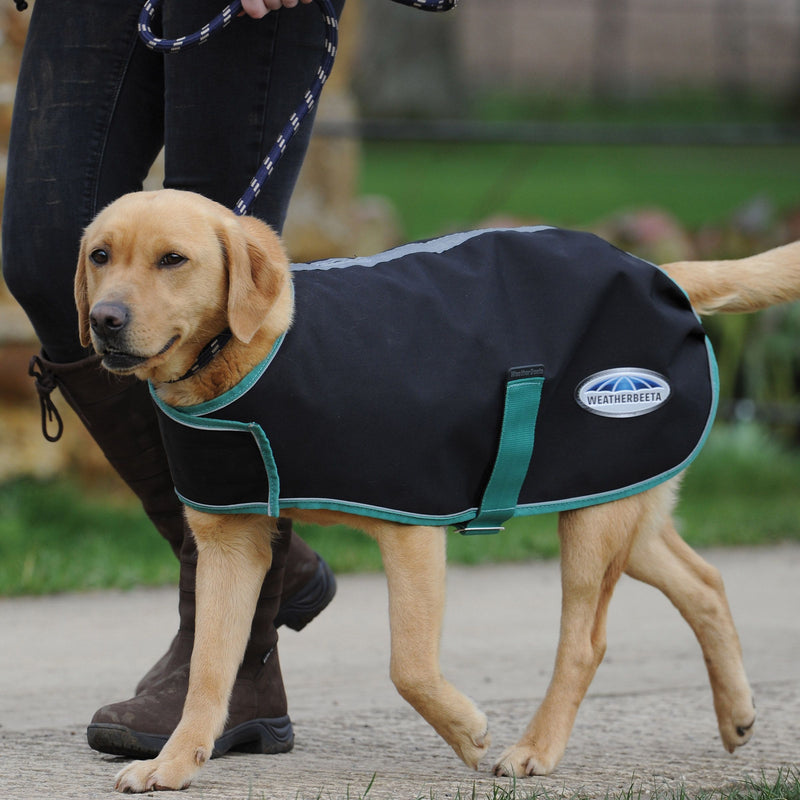 Dog walking in Black/Bottle Green Weatherbeeta Green-Tec 900D Dog Coat Lite Plus Dog Coats