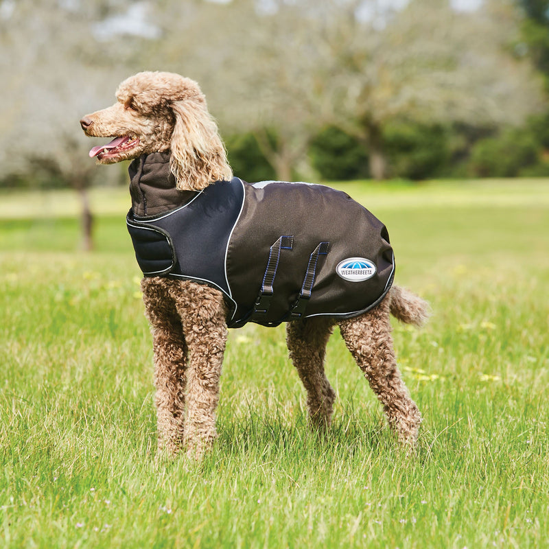 Dog standing on grass wearing Weatherbeeta ComfiTec Ultra Cozi Dog Coat Medium