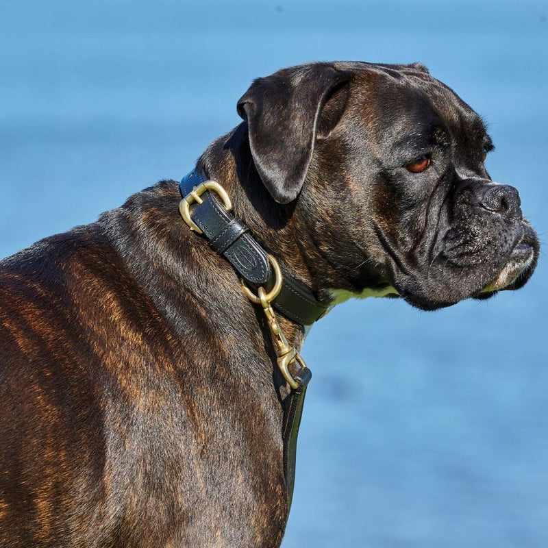 Dog wearing black Weatherbeeta Padded Leather Dog Collar