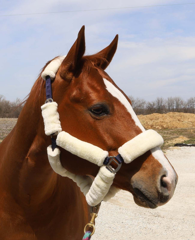 BasEQ Covered Halter Leather Halters One Stop Equine Shop 