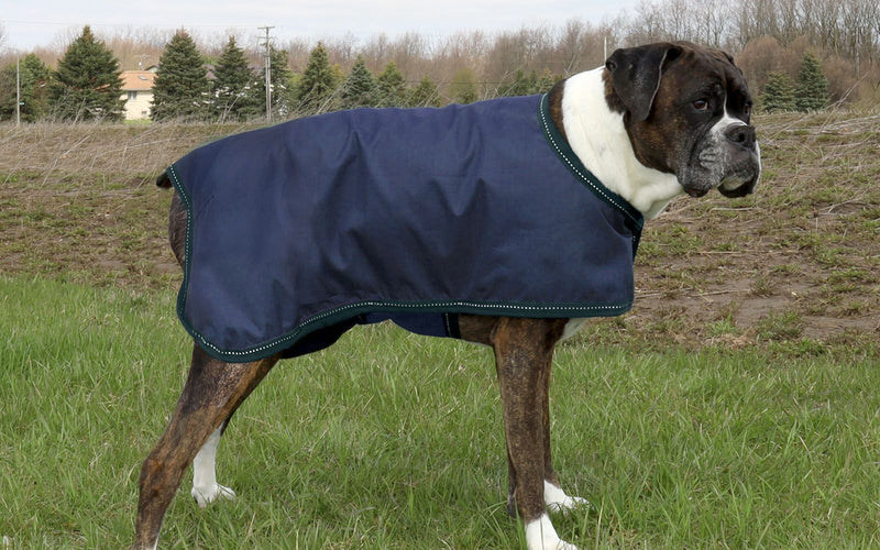Dog wearing navy/Hunter Green BasEQ Lite Dog Coat One Stop Equine Shop 12
