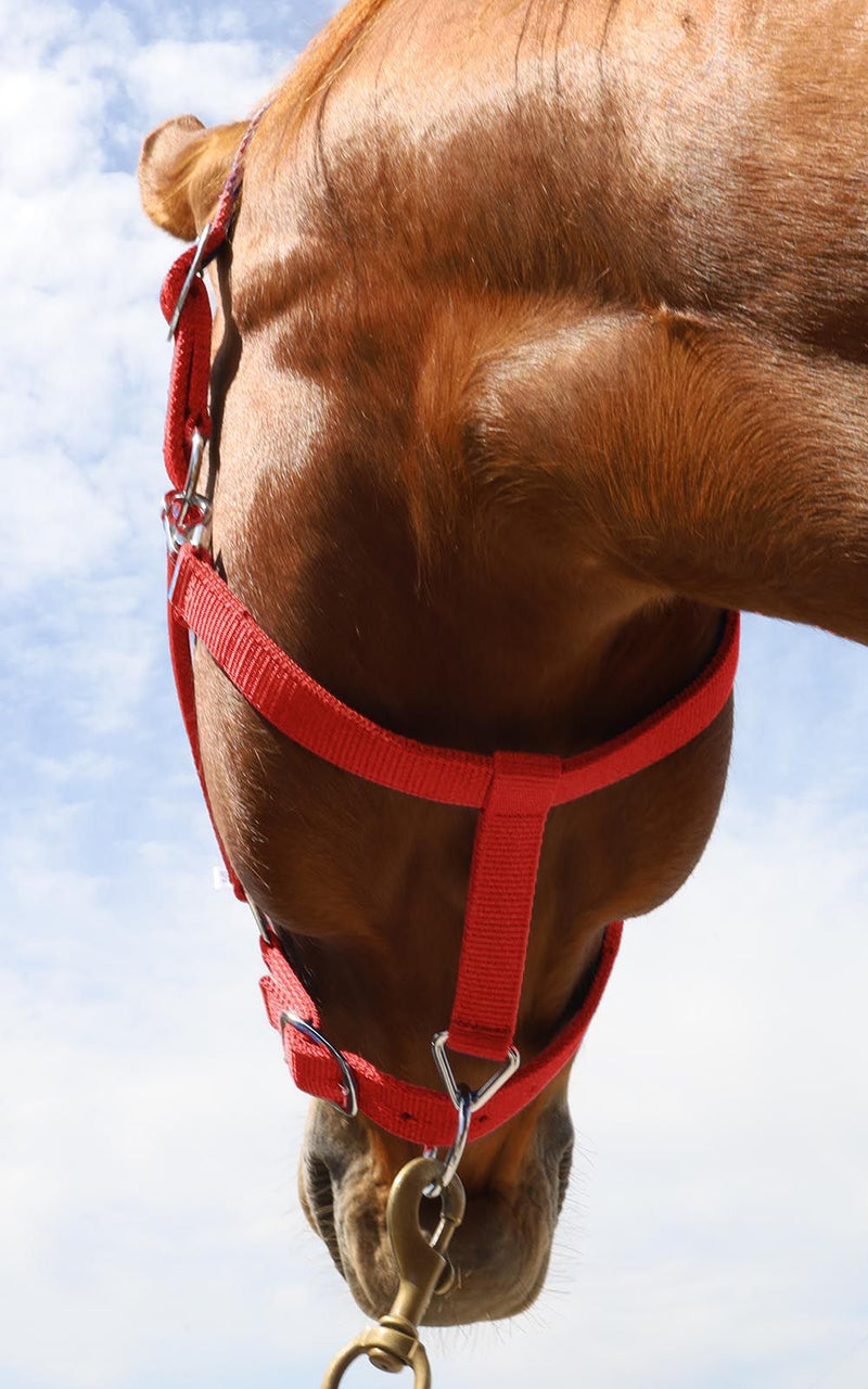Bottom view of Red BasEQ Turnout Halter Leather Halters One Stop Equine Shop Pony