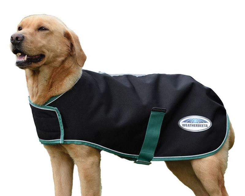 Dog Wearing Black/Bottle Green Weatherbeeta Green-Tec 900D Dog Coat Lite Plus Dog Coats