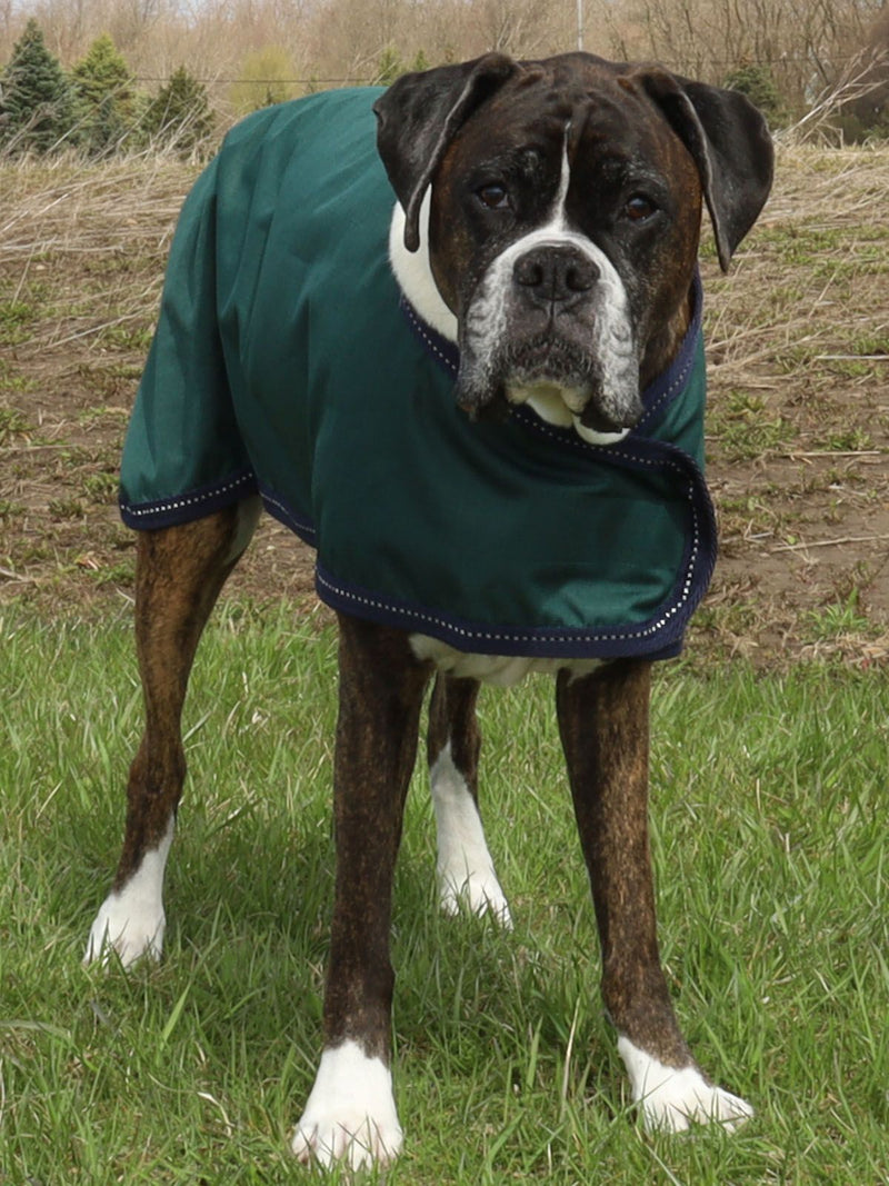 Dog wearing Hunter Green/Navy BasEQ Lite Dog Coat One Stop Equine Shop 12