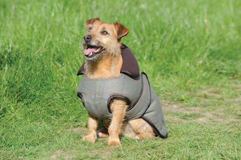 Weatherbeeta Tweed Dog Coat Dog Coats Weatherbeeta 14" Olive 