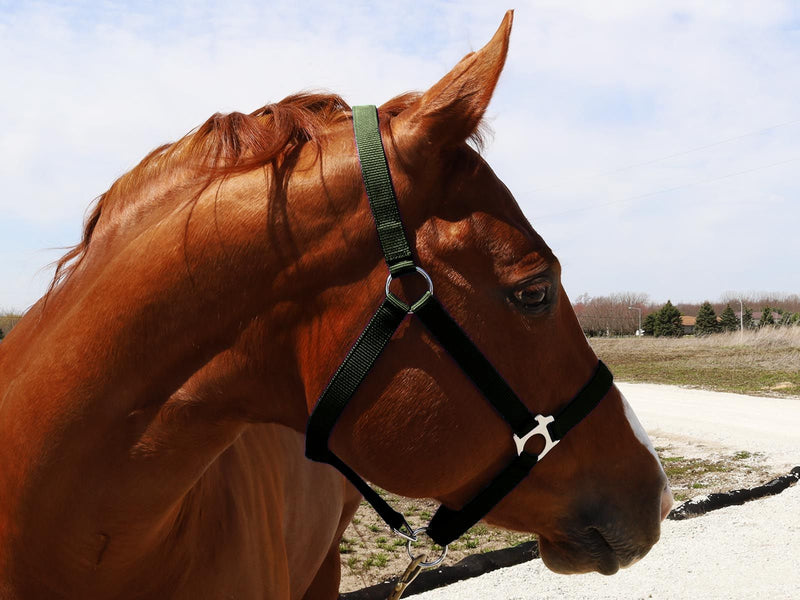 Side view of Hunter Green BasEQ Turnout Halter Leather Halters One Stop Equine Shop Pony