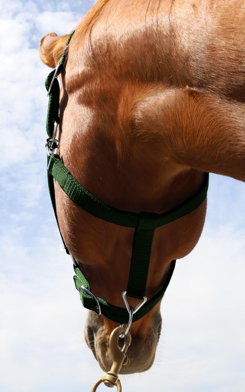 Bottom view of Hunter Green BasEQ Turnout Halter Leather Halters One Stop Equine Shop Pony