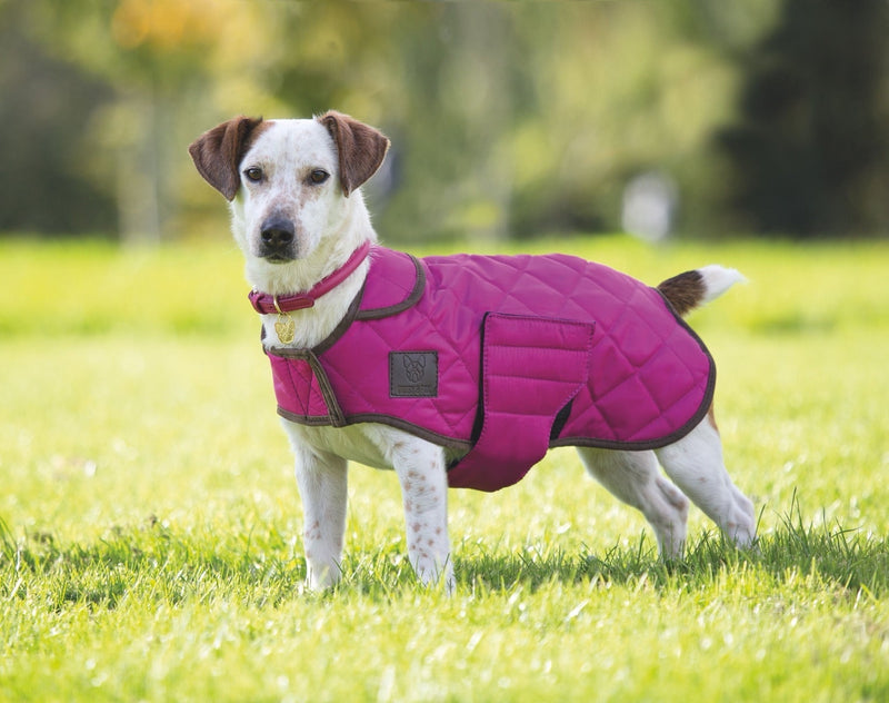 Shires Digby & Fox Quilted Dog Coat Dog Coats Shires L Raspberry 