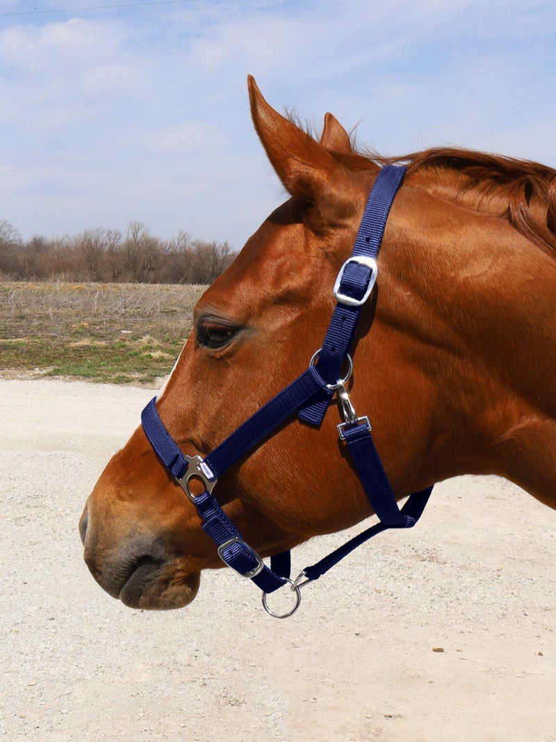 Horse wearing Navy BasEQ Turnout Halter Leather Halters One Stop Equine Shop Pony