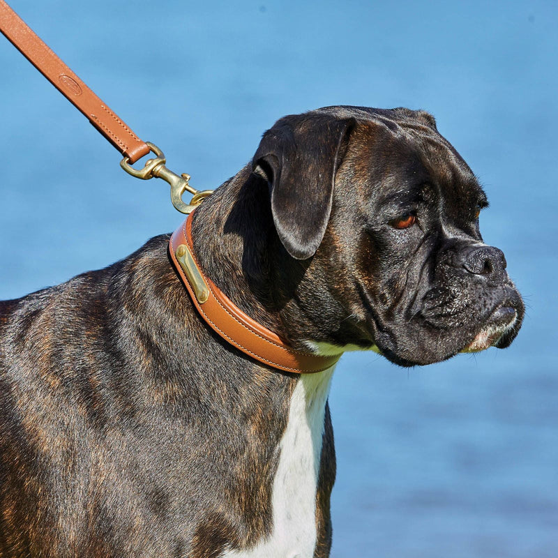 Dog wearing tan Weatherbeeta Padded Leather Dog Collar with matching lead