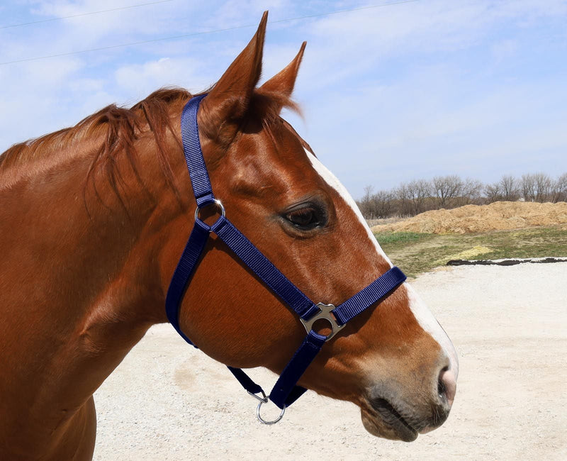 Side view of Navy BasEQ Turnout Halter Leather Halters One Stop Equine Shop Pony