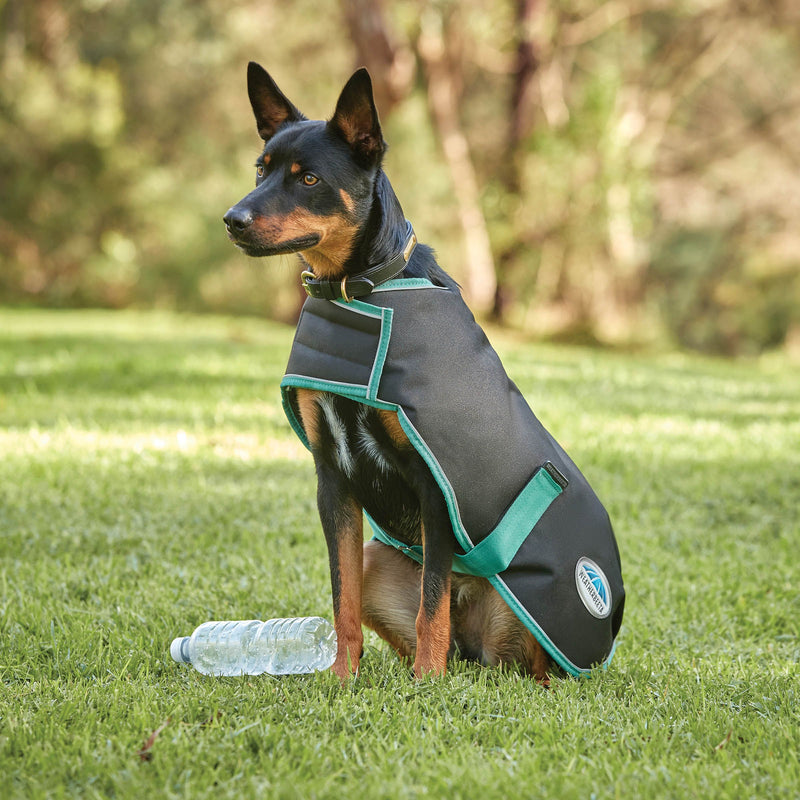 Dog still in Black/Bottle Green Weatherbeeta Green-Tec 900D Dog Coat Lite Plus Dog Coats