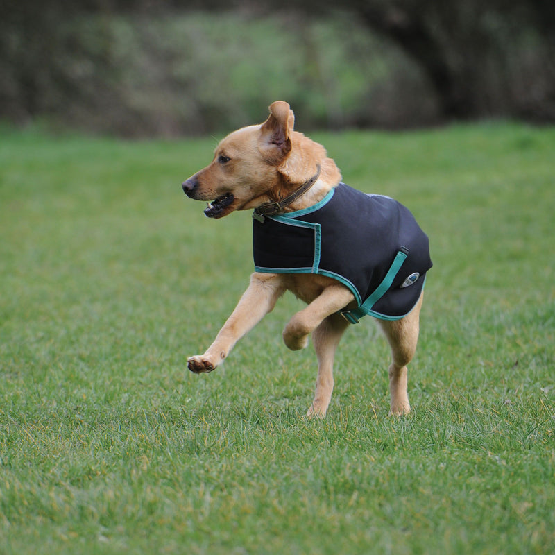 Dog Running in Black/Bottle Green Weatherbeeta Green-Tec 900D Dog Coat Lite Plus Dog Coats