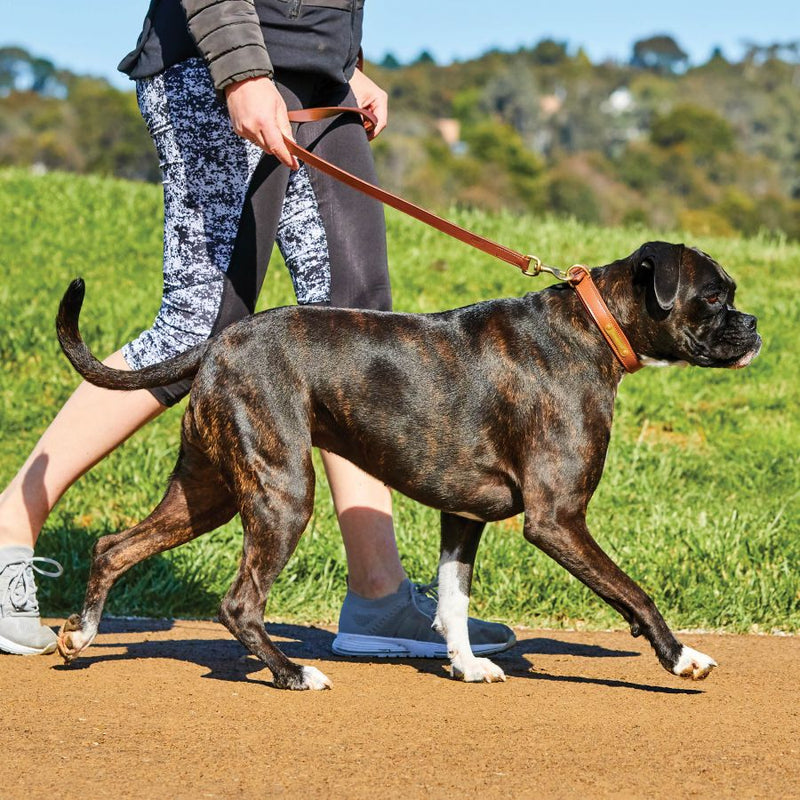 Woman walking her dog outside with the tan Weatherbeeta Padded Leather Dog Collar and matching lead