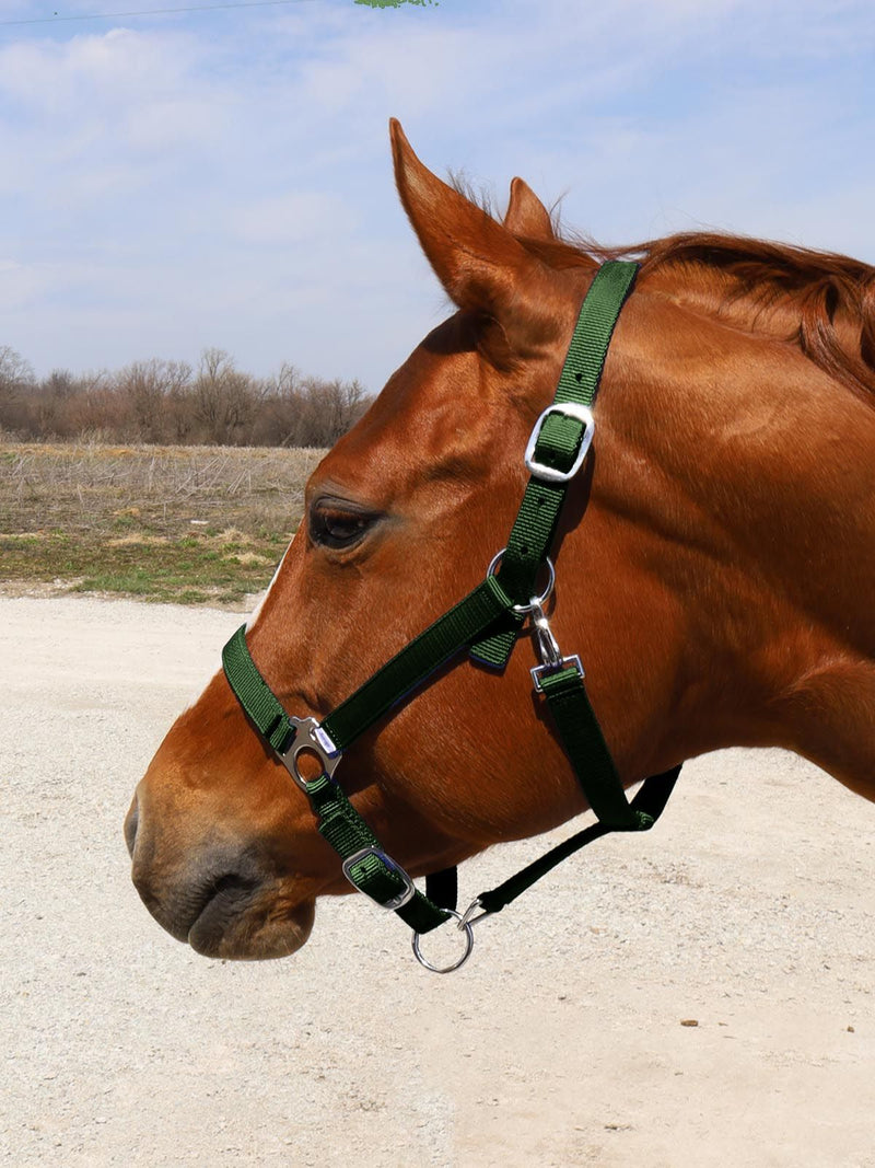 Close view of Hunter Green BasEQ Turnout Halter Leather Halters One Stop Equine Shop Pony