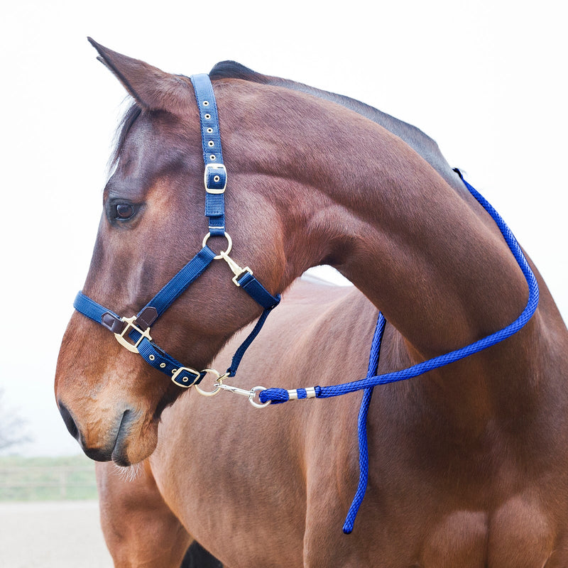Blue Horze Poly Lead Rope Leads  on horse side face