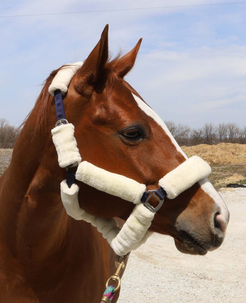 BasEQ Covered Halter Leather Halters One Stop Equine Shop 
