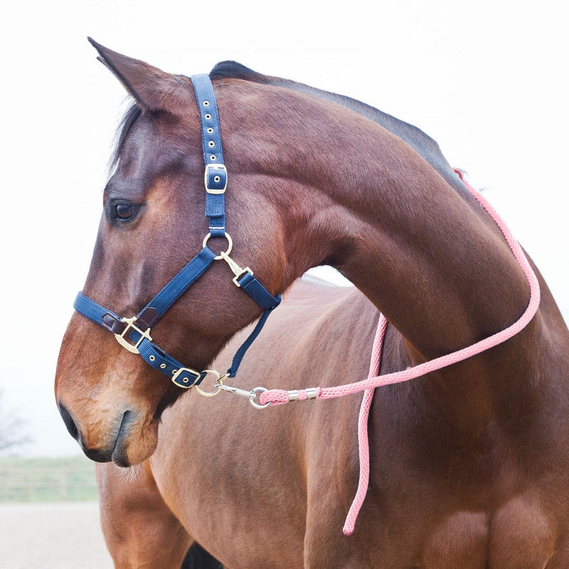 Pink Horze Poly Lead Rope Leads on horse face