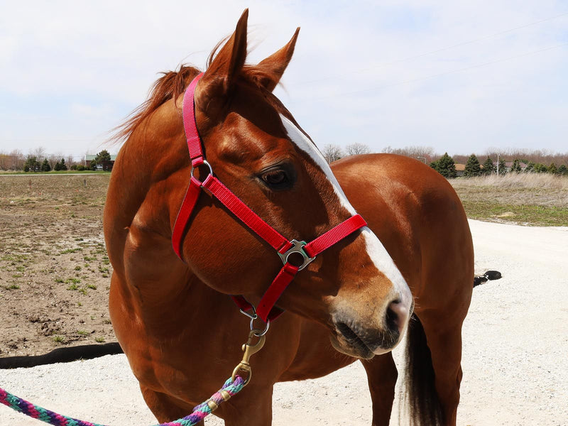 Horse in field wearing Red BasEQ Turnout Halter Leather Halters One Stop Equine Shop Pony