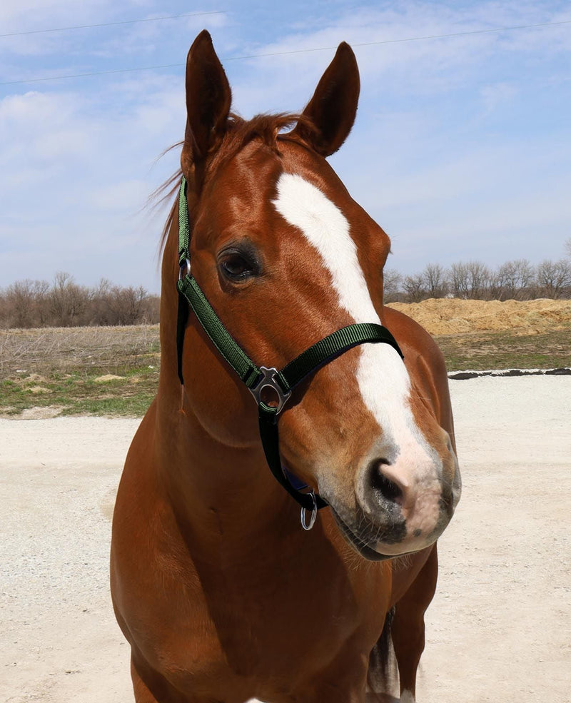 Front view of Hunter Green BasEQ Turnout Halter Leather Halters One Stop Equine Shop Pony
